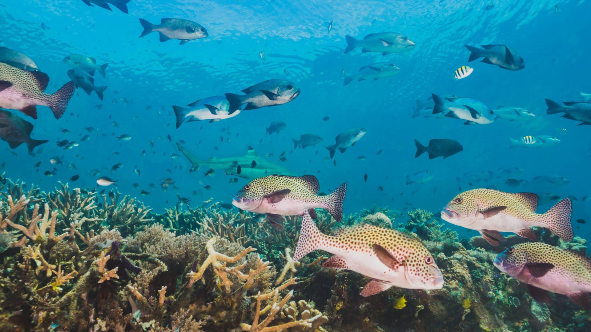 Az óceán mélyén található biodiverzitás